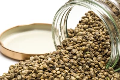 OG KUSH SFV - SEMILLA A GRANEL - FEMINIZADA