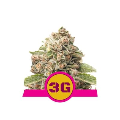 TRIPLE G FEM - ROYAL QUEEN SEEDS