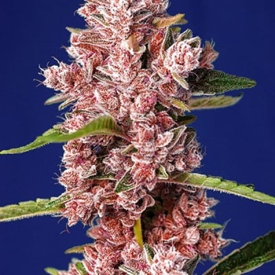 TROPICANA FEM - SEMILLA GRANEL