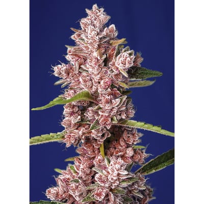 TROPICANNA POISON XL AUTO RED FAMILY 3+1 - SWEET SEEDS