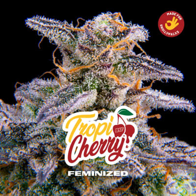 TROPI CHERRY DL FEM X12 - BSF SEEDS