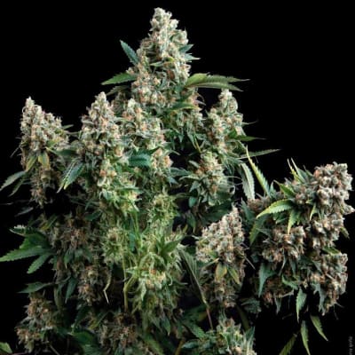 TUTANKHAMON FEM X1 - PYRAMID SEEDS