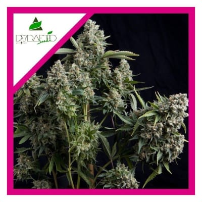 TUTANKHAMON FEM X3+1 - PYRAMID SEEDS