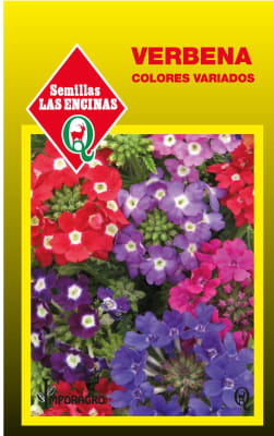 VERBENA COLORES VARIADOS