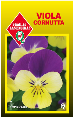 VIOLA CORNUTTA