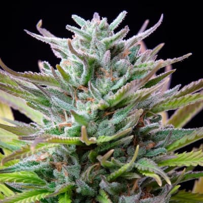 WATERMELON FEM - ROYAL QUEEN SEEDS