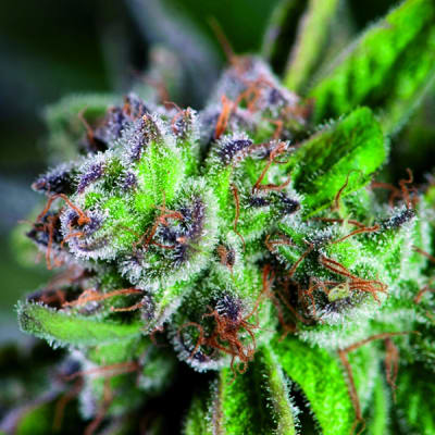 WATERMELON ZKITTLEZ FEM X1- PYRAMID SEEDS