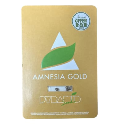 AMNESIA GOLD FEM X3+1 - PYRAMID SEEDS
