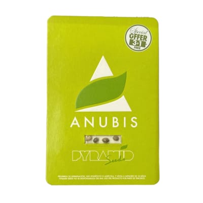 ANUBIS FEM X3+1 - PYRAMID SEEDS1