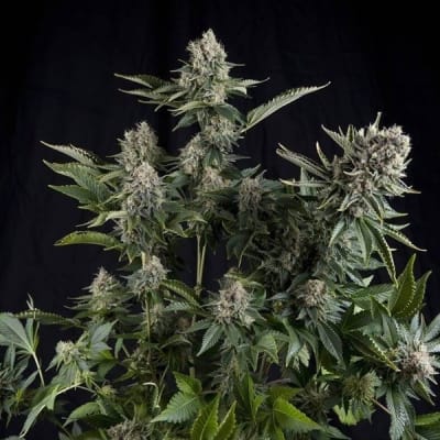 WHITE WIDOW FEM X1 - PIRAMID SEEDS