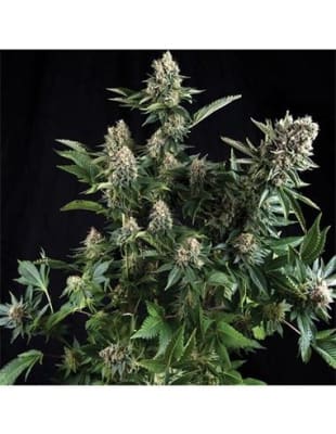 WHITE WIDOW FEM X3+1 - PYRAMID SEEDS