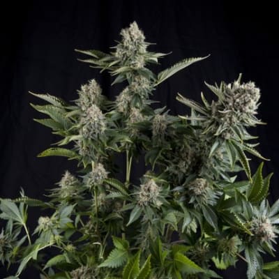 WHITE WIDOW AUTO - SEMILLA GRANEL
