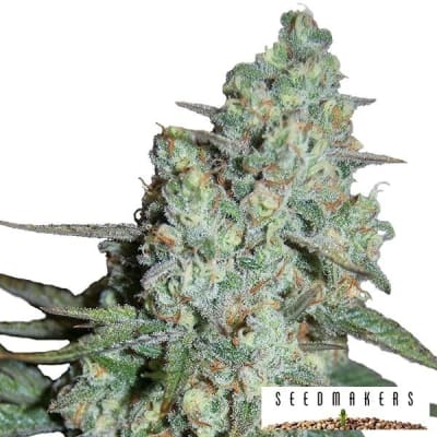 WONDER SKUNK FEM X5 - SEEDSMAKERS