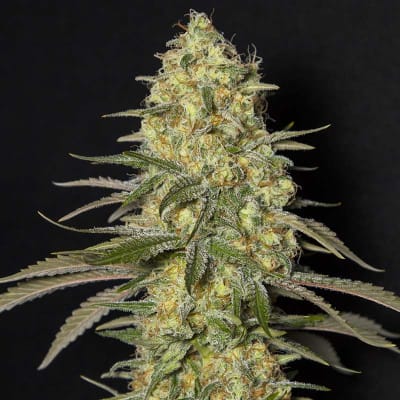 BLACK DREAM FEM X3+1 - EVA SEEDS