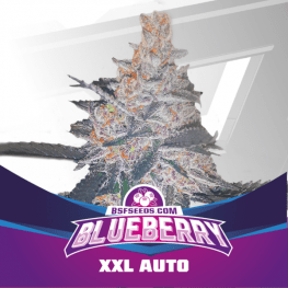 BLUEBERRY AUTO X2 - BSF SEEDS