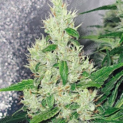 Y GRIEGA FEM X3 - MEDICAL SEEDS