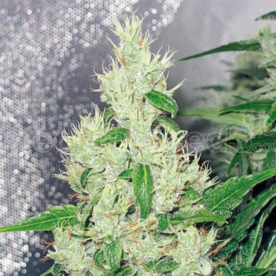 Y GRIEGA FEM X3+2 CARAMELO KUSH - MEDICAL SEEDS