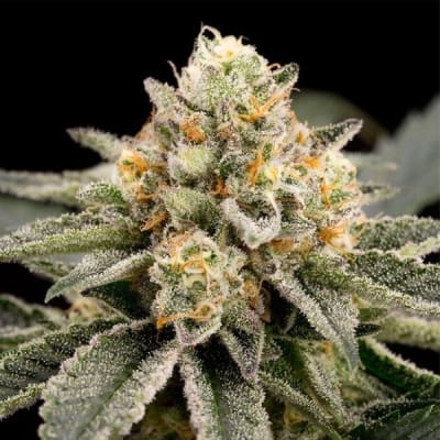 ZOMBIE BRIDE FEM X3 - RIPPER SEEDS