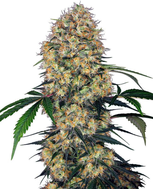 AMNESIA AUTO - SEMILLA GRANEL 1