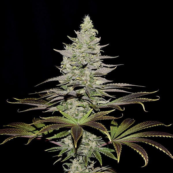 SOMANGO - SEMILLA GRANEL - AUTOMATICA 1