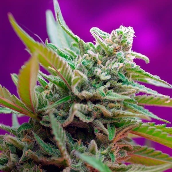 BLACK JACK AUTO X3+1 - SWEET SEEDS 1