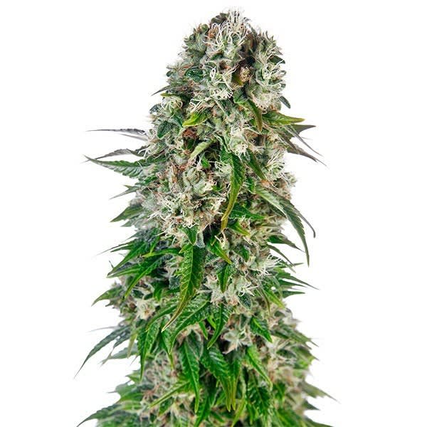 BIG BUD AUTO - SEMILLA GRANEL 1