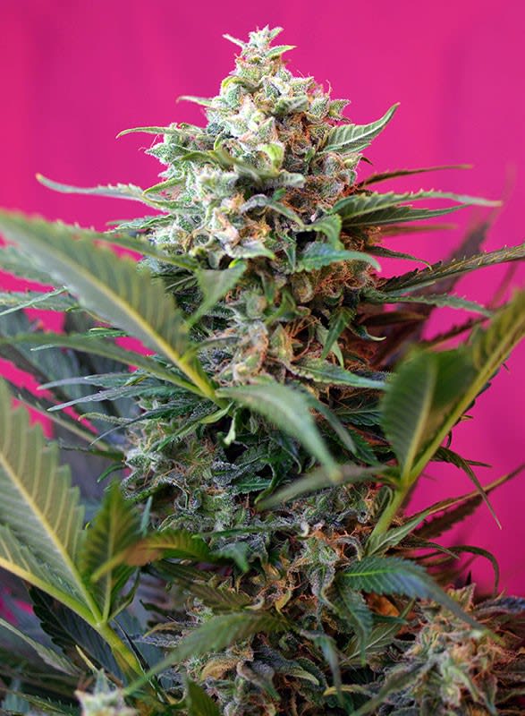 BIG DEVIL XL AUTO X3+1 - SWEET SEEDS 1