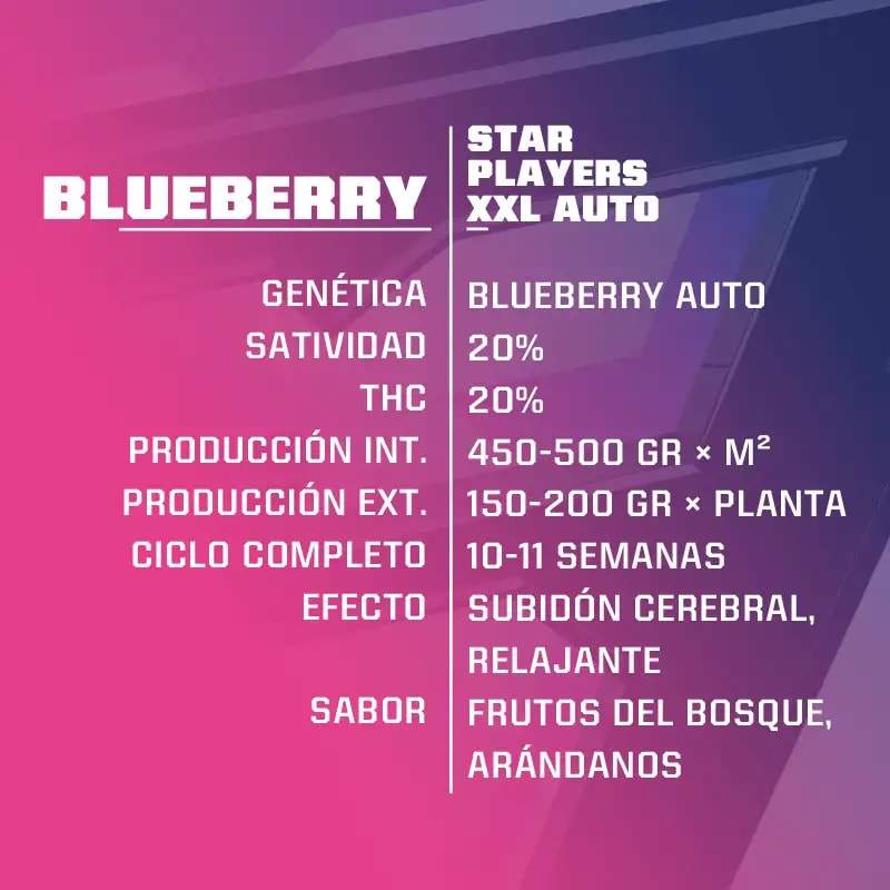 BLUEBERRY AUTO X4 - BSF SEEDS1
