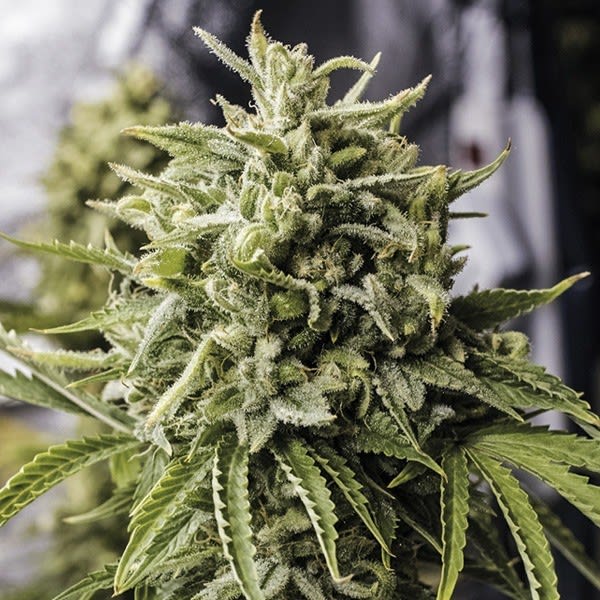 BUBBA KUSH FEM - SEMILLA GRANEL 1