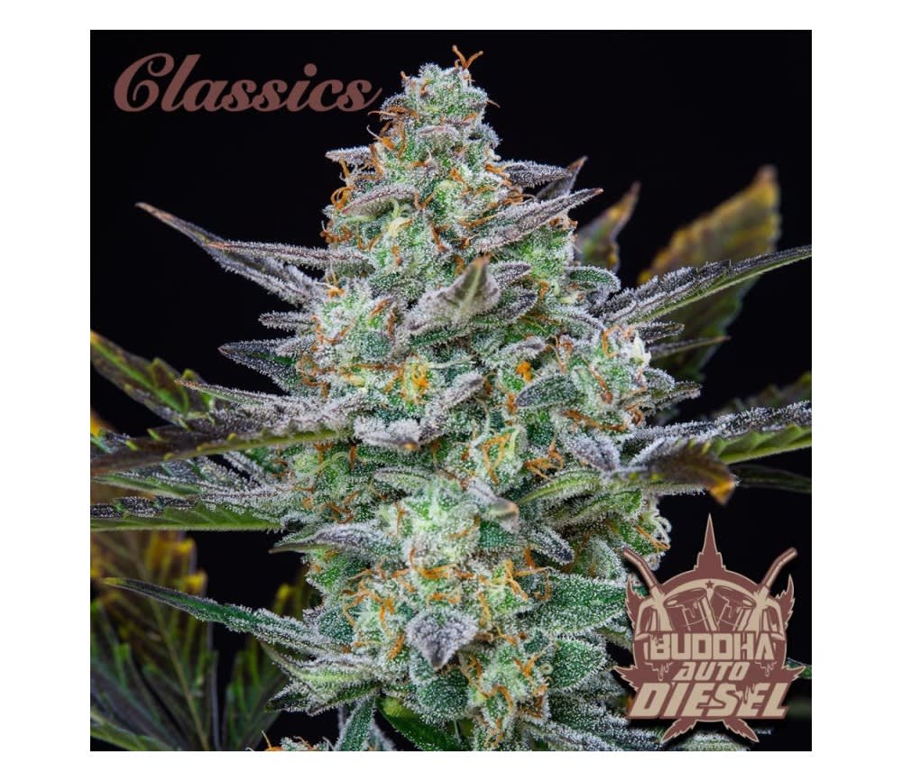 DIESEL AUTO X3 - BUDDHA SEEDS2