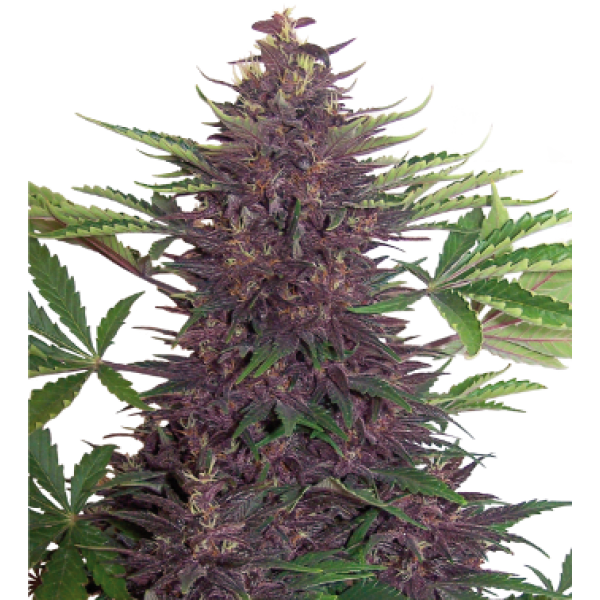 PURPLE KUSH AUTO X3 - BUDDHA SEEDS1
