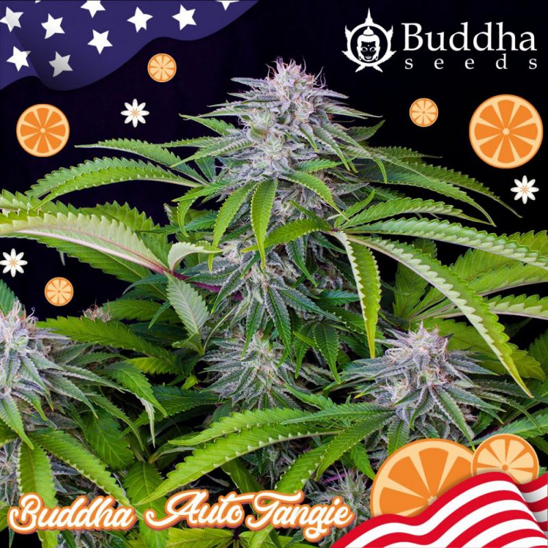 TANGIE AUTO X3 - BUDDHA SEEDS 1
