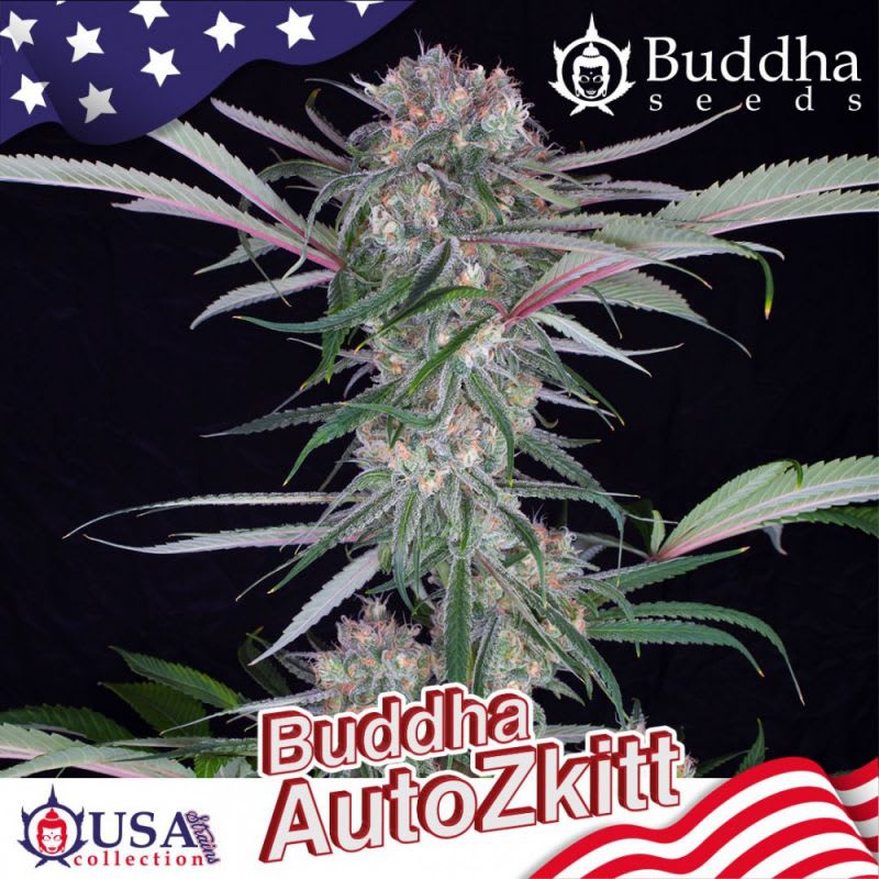 ZKITT AUTO X3 - BUDDHA SEEDS1