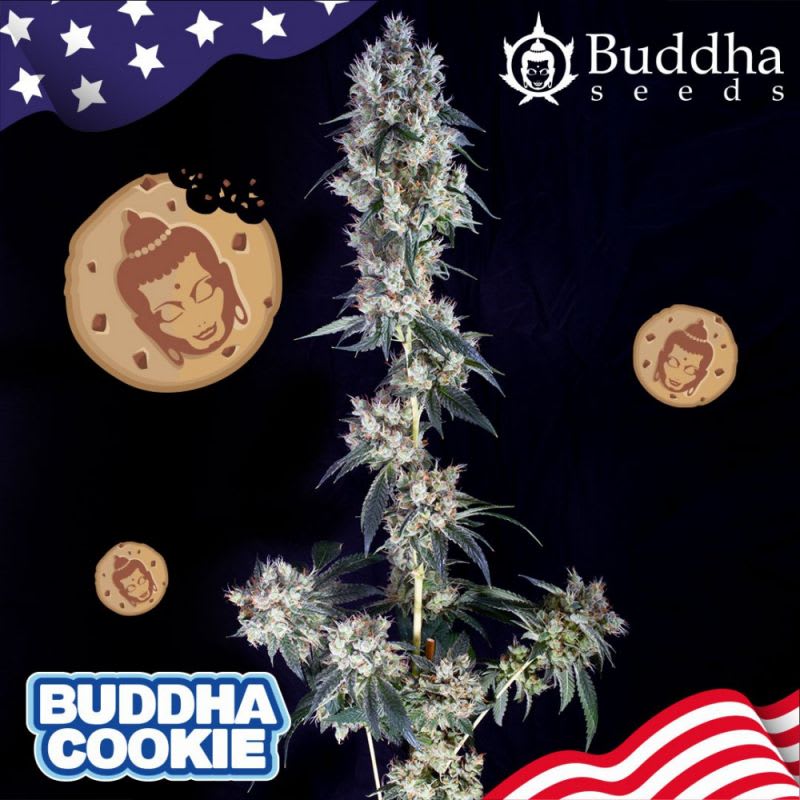 COOKIE FEM X3 - BUDDHA SEEDS2