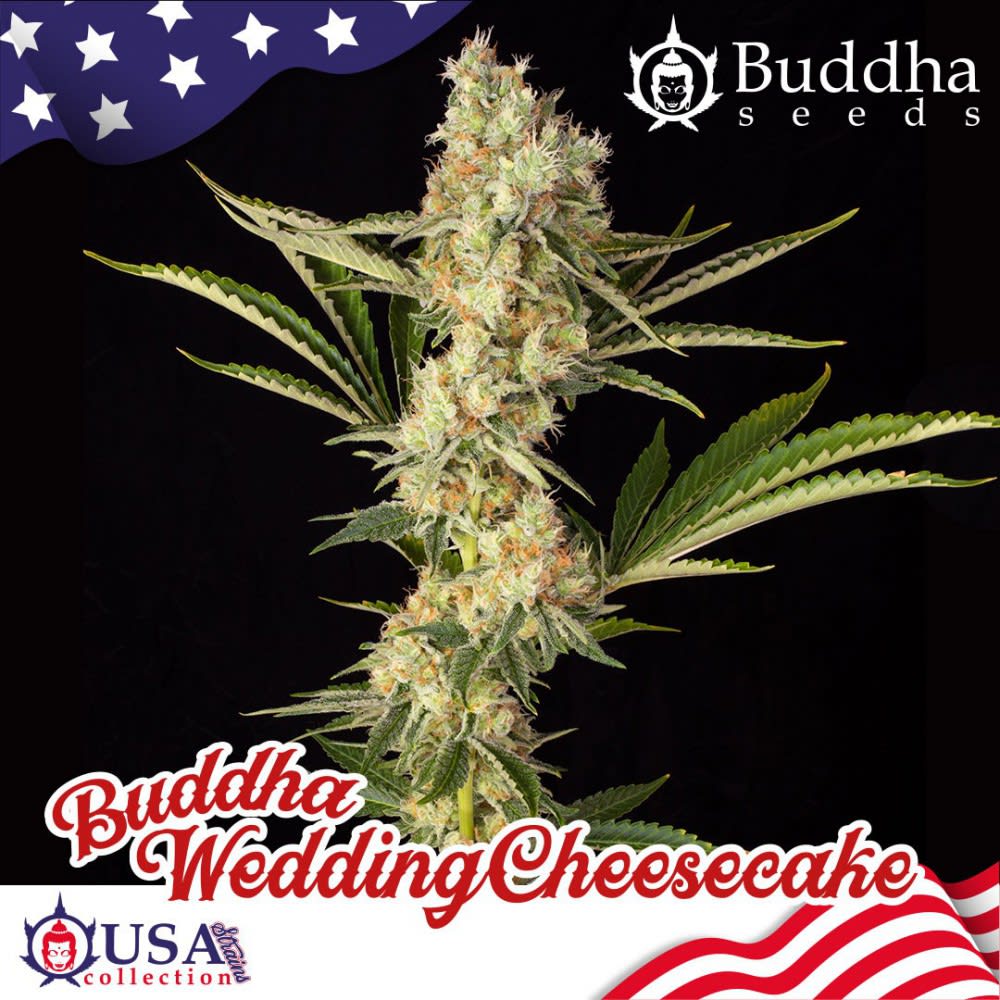 WEDDING CHEEECAKE FEM X3 - BUDDHA SEEDS 0