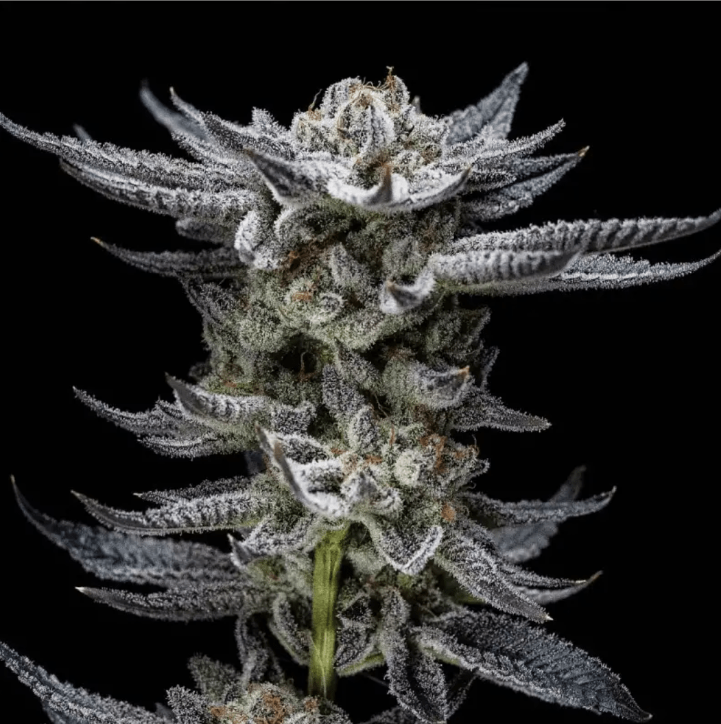 GORILLA GLUE AUTO X2 - BSF SEEDS 0