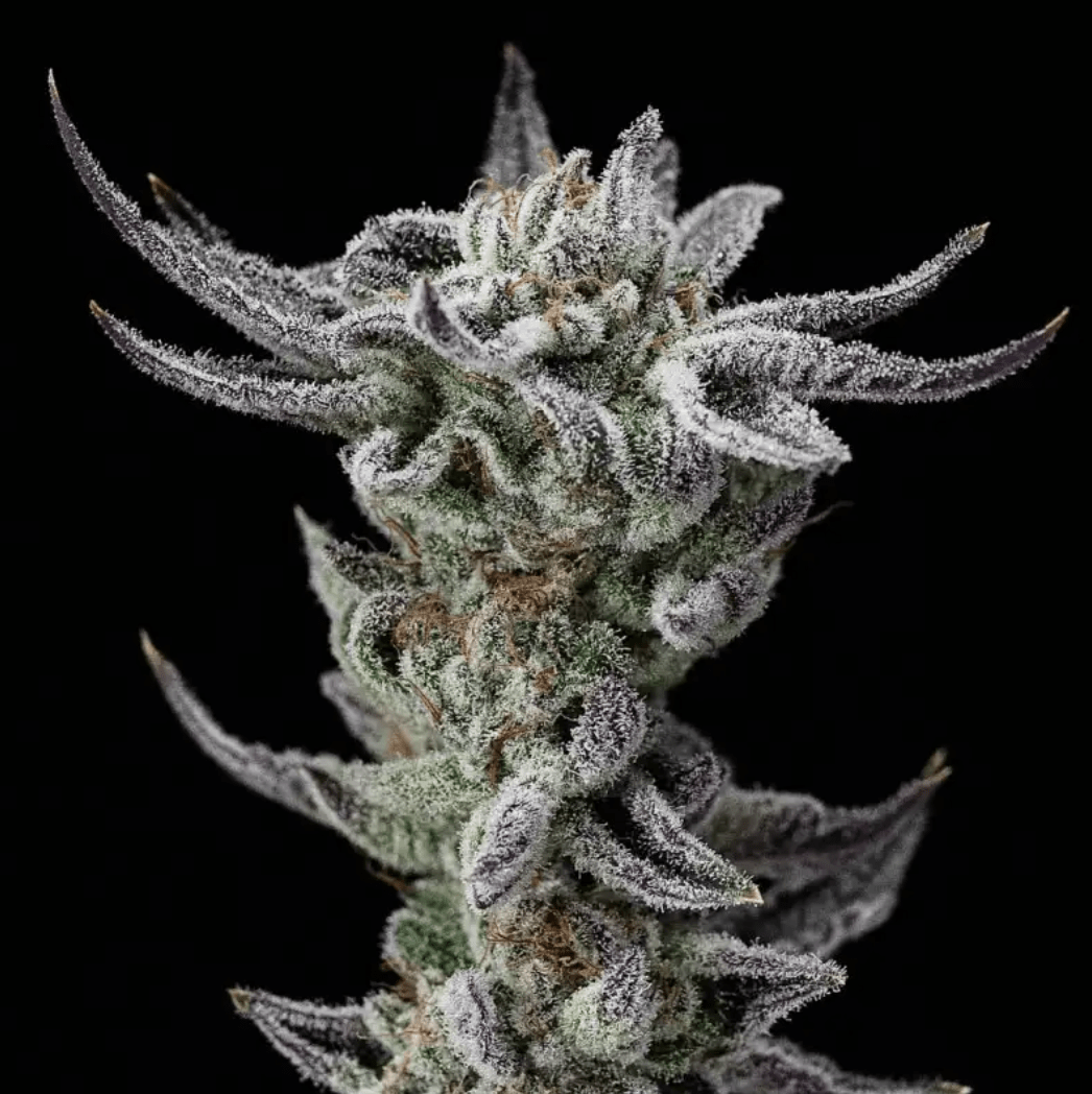 GORILLA GLUE FAST GK X4 - BSF SEEDS 0