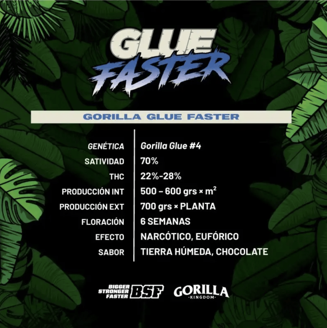 GORILLA GLUE FAST GK X4 - BSF SEEDS2