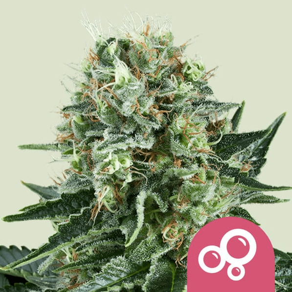 BUBBLE KUSH FEM X3 - ROYAL QUEEN SEEDS 0