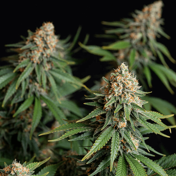 BUBBLE KUSH FEM X3 - ROYAL QUEEN SEEDS2