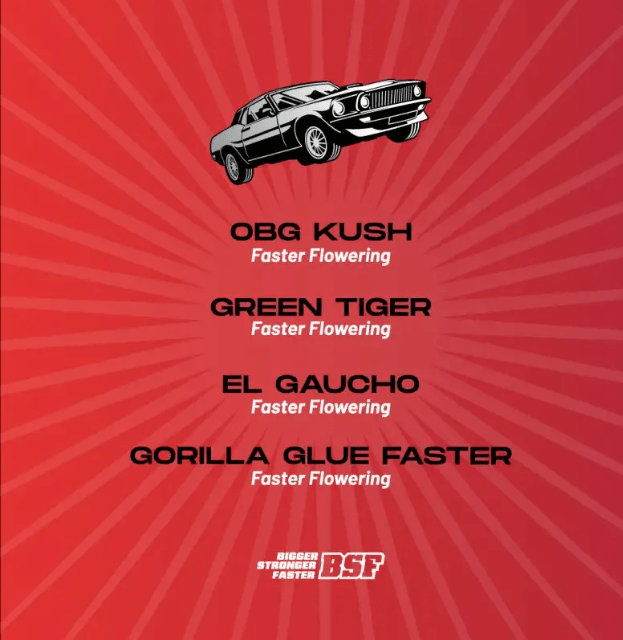 FASTER AND FURIUS FASTER MIX X12 - BSF SEEDS2