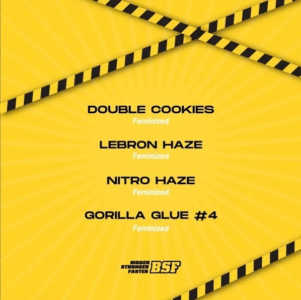 HIGH VOLTAGE MIX FEM X4 - BSF SEEDS2