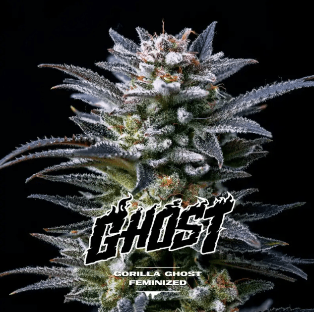 GORILLA GHOST FEM GK X4 - BSF SEEDS 1