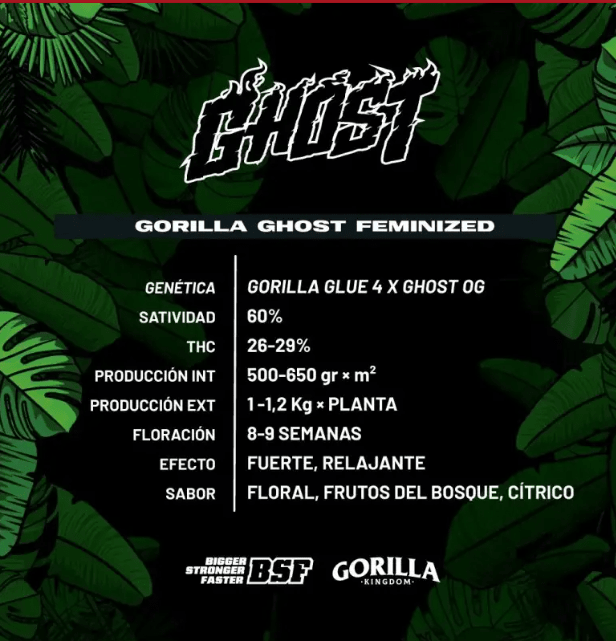 GORILLA GHOST FEM GK X4 - BSF SEEDS1