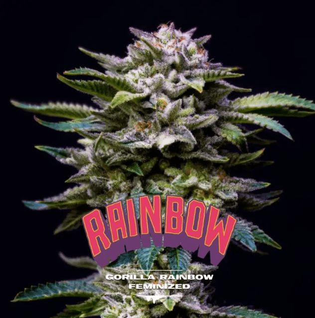 GORILLA RAINBOW FEM GK X4 - BSF SEEDS 1