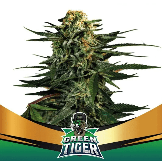 GREEN TAGER FAST VERSION X4 - BSF SEEDS 0