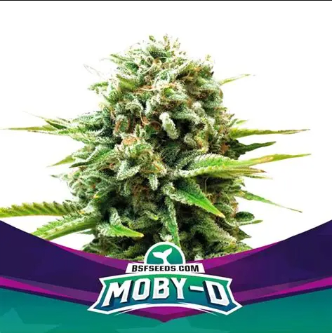 MOBY D FEM X12 - BSF SEEDS 1