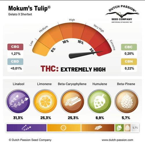 MOKUM'S TULIP FEM X3 - DUTCH PASSION2