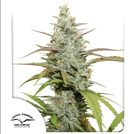 MOKUM'S TULIP FEM X3 - DUTCH PASSION 0