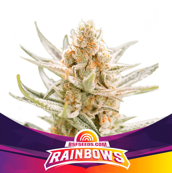 RAINBOWS SP FEM X4 - BSF SEEDS 0